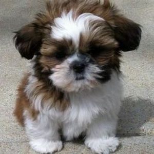 Meet your Posher, Ruth